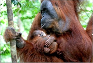 2 orangutans