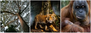 5 Sumatran Biodiversity