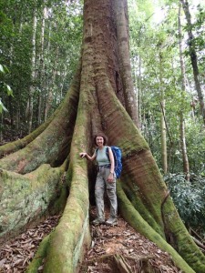 Deborah next to some huge buttress roots in the Gunung Leuser National Park.